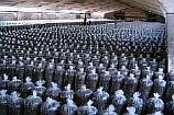выращивание волшебных грибов, выращивание грибов на участке, выращивание грибов шитаки, выращивание грибов на пнях