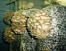 скачать бесплатно технология выращивания грибов, выращивание и продажа грибов