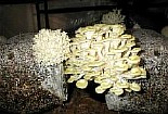 технология выращивания белых грибов 
