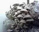 технология выращивания грибов, технология выращивания грибов вешенка, скачать технология выращивания грибов, 